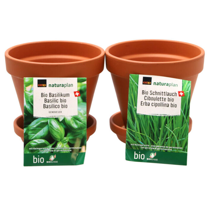 Terracotta potten met bieslook en basilicum zaden 13,5 cm - Afbeelding 6