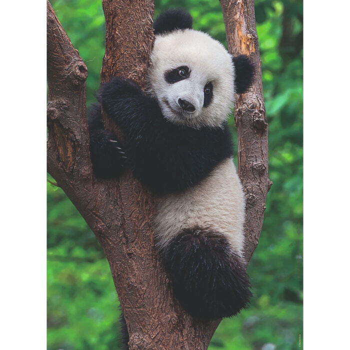 Ravensburger puzzel panda en koala 2 x 500 stukjes - Afbeelding 2