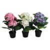 Hortensia in pot 40 cm (assortiment – willekeurige uitvoering)