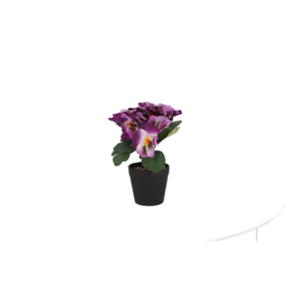 Viooltje in plastic pot ca. 21cmH assorti kleur - Afbeelding 3