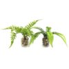 Kunstplant Pteropsida in pot 19 cm groen assorti (assortiment – willekeurige uitvoering)