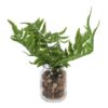 Kunstplant Pteropsida in pot 19 cm groen assorti (assortiment – willekeurige uitvoering)