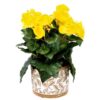Pot Olea cylinder bruin 11 cm