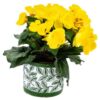 Pot Olea cylinder groen 11 cm