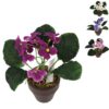 Kunstplant in pot Kaaps viooltje 16 cm 4 assorti (assortiment – willekeurige uitvoering)