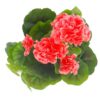 Kunstplant geranium perzik in pot grijs