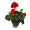 Kunstplant geranium rood in pot grijs
