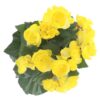 Kunstplant begonia geel in pot