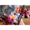 LEGO 11510 Botanicals Magnoliatakken