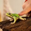 Schleich 14882 European Tree Frog