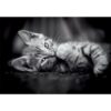 Clementoni Puzzel 1000 stuks kitten compact