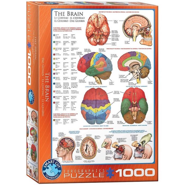 The Brain (1000)