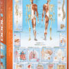 The Human Body (1000)