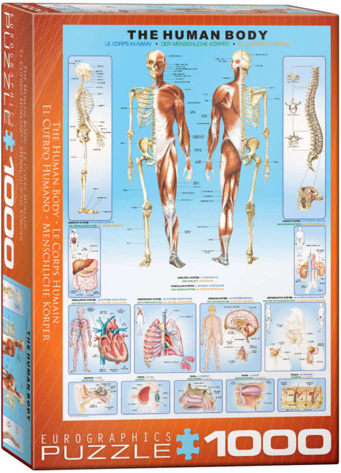 The Human Body (1000)