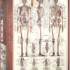 Skeletal System (1000)