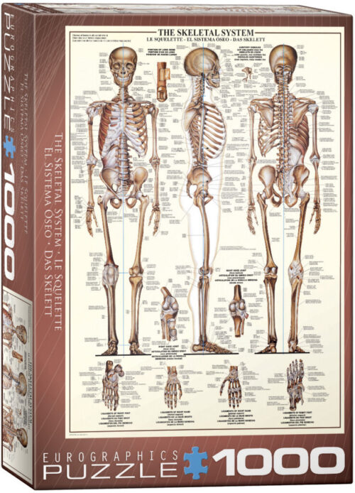 Skeletal System (1000)