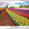 Tulip Fields Netherlands (1000)