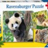 Panda, Tijger en Leeuw (3x49)
