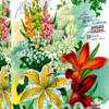 Vintage Flower Catalog Art (1000)