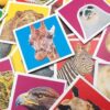 Wildlife Memo
