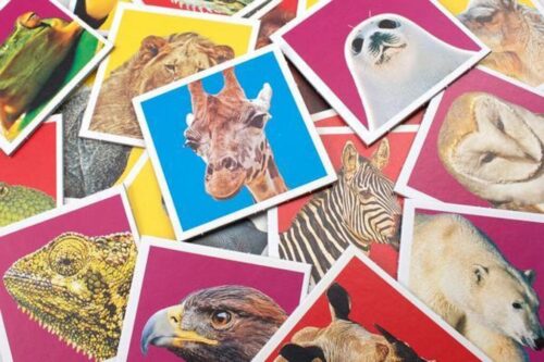 Wildlife Memo