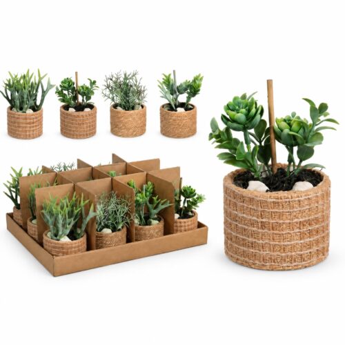 Vetplant bonsai in naturel pot 15 cm